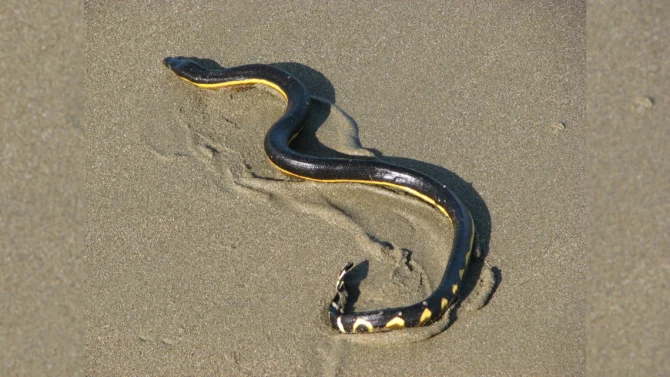 The yellow bellied sea snake is a rare sight on California beaches, but has made appearances before. Photo:Wikimedia Commons