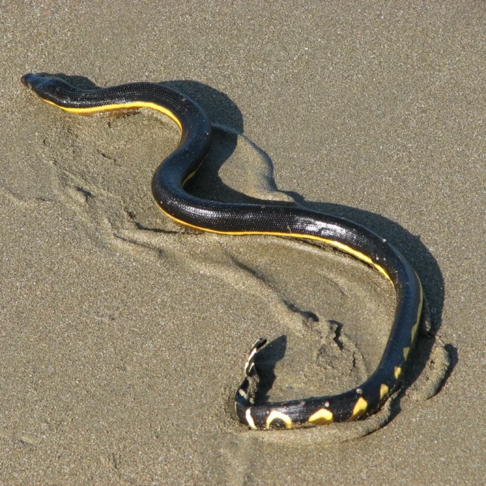 The yellow bellied sea snake is a rare sight on California beaches, but has made appearances before. Photo:Wikimedia Commons