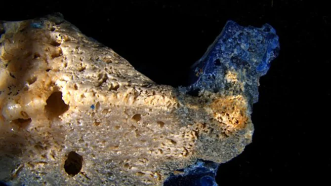 Plastic and coral merged to form plasticoral