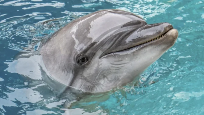 dolphin at OCEANOGRÀFIC VALÈNCIA