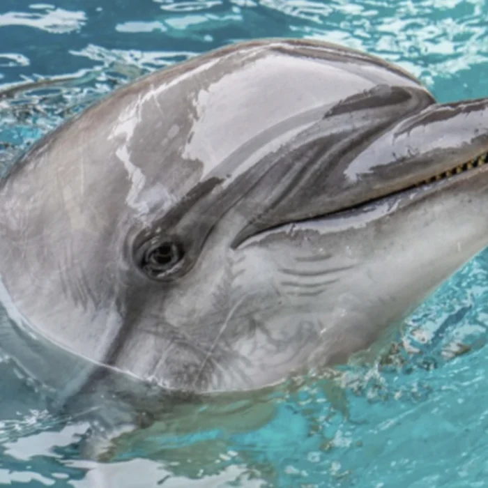 dolphin at OCEANOGRÀFIC VALÈNCIA