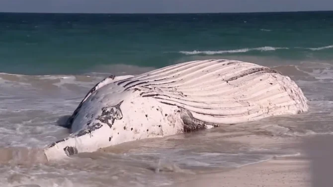 Whale carcass in Perth, Australia