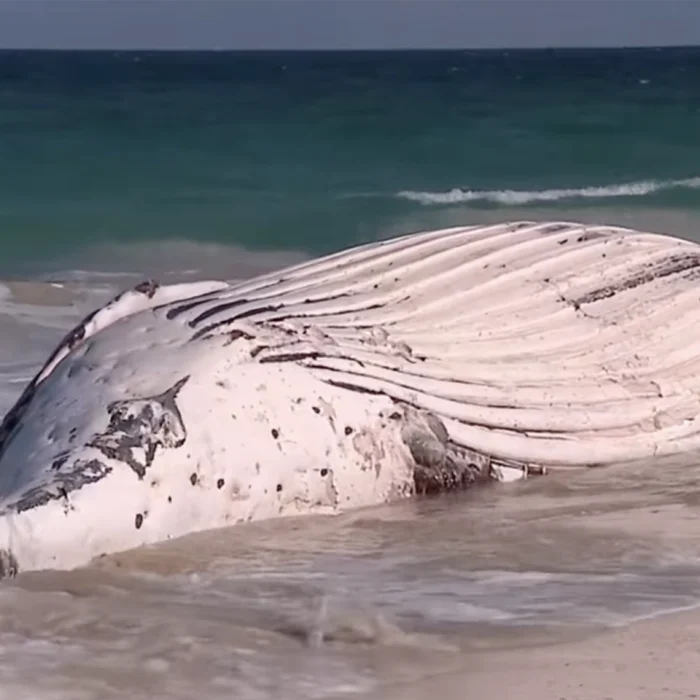 Whale carcass in Perth, Australia