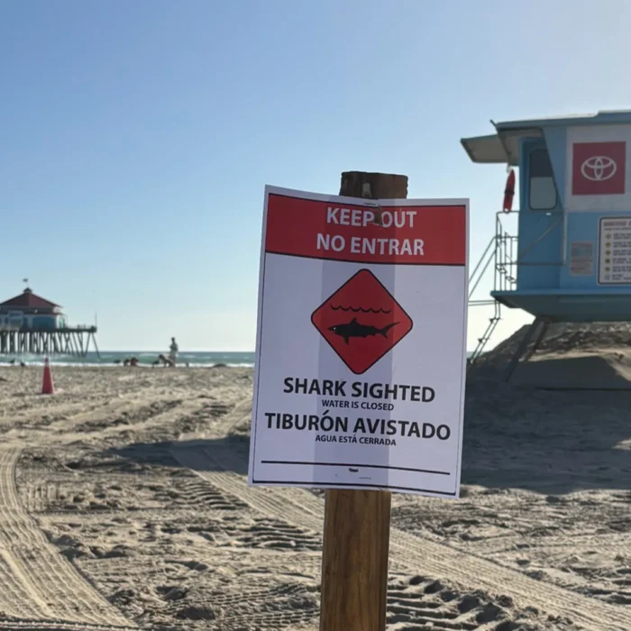 An 'aggressive' great white shark led to closure of a two-mile stretch of beach. Photo: Huntington Beach Fire Department // Instagram