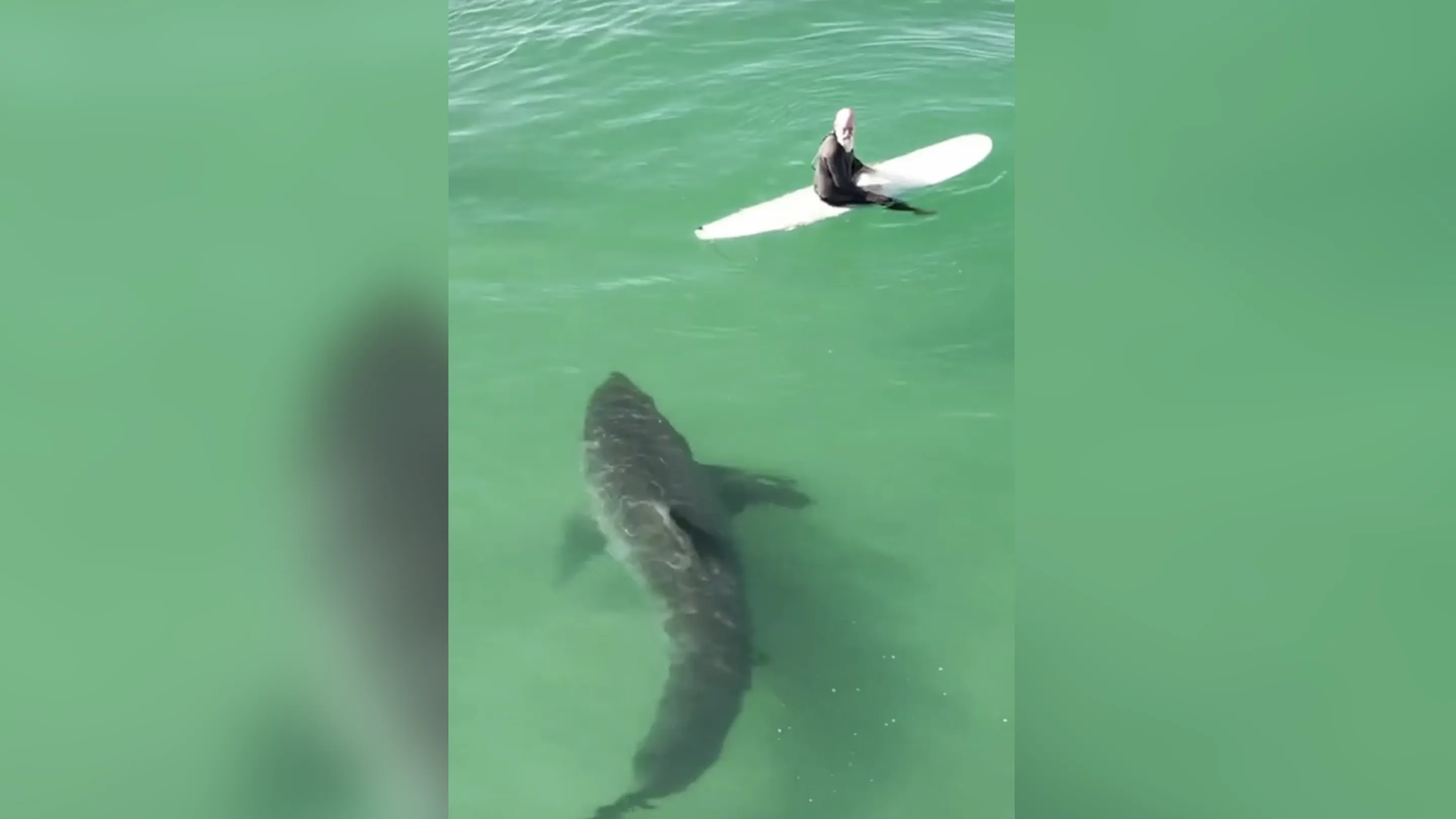 SLO Surfer Gets Splashed By Massive Shark
