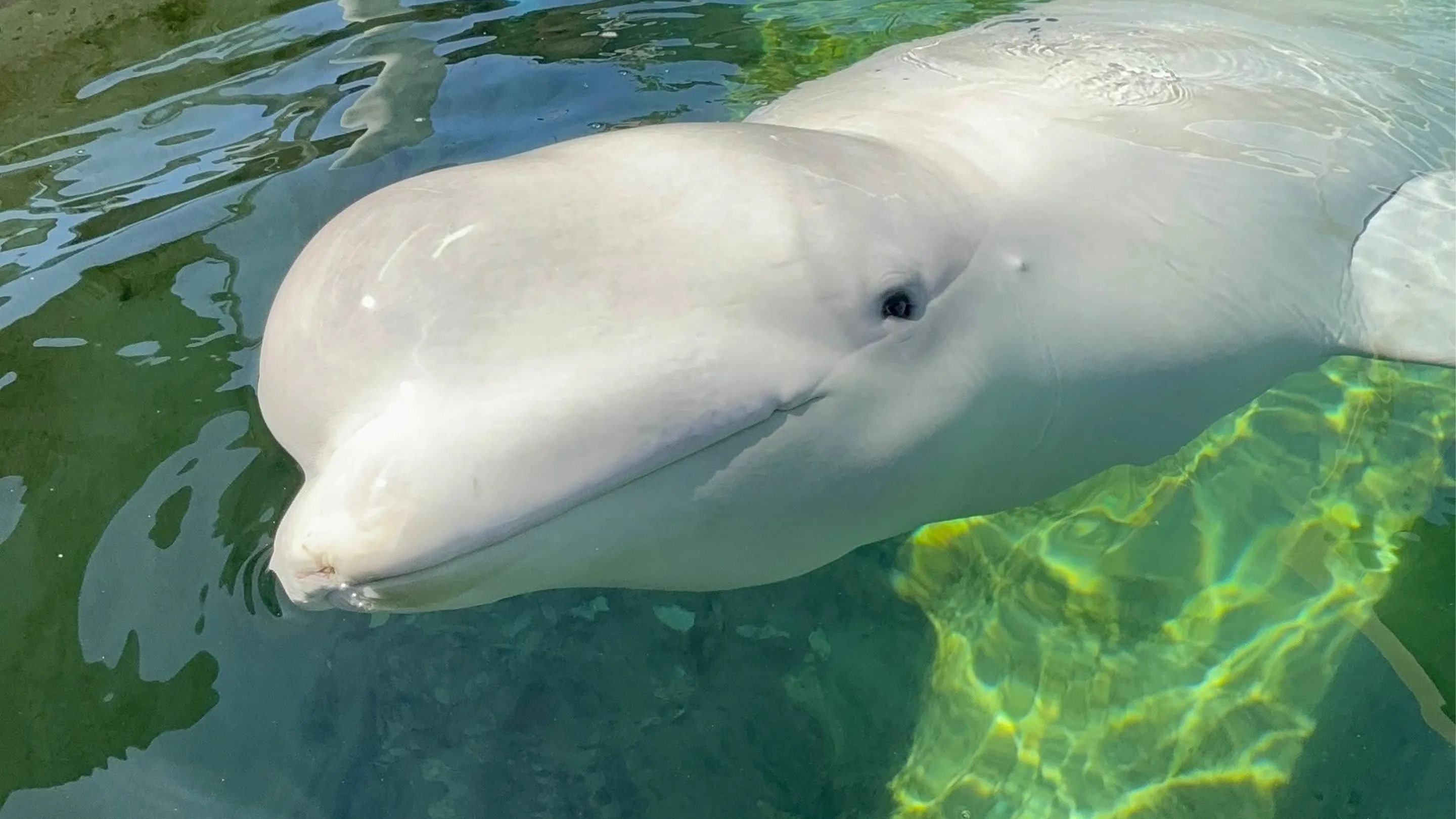 Former Marineland Whale Dies at SeaWorld San Diego