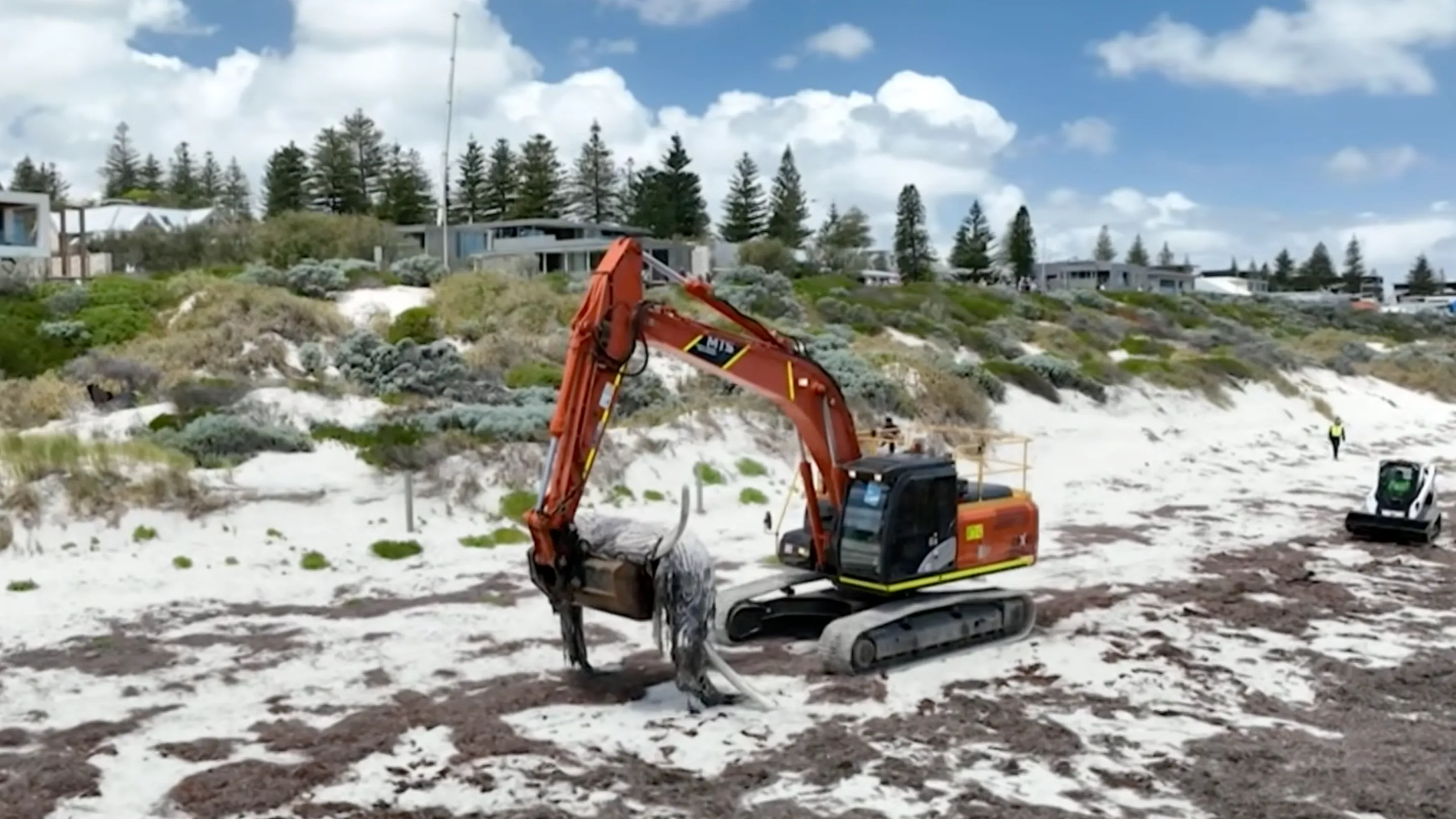Multiple Perth Beaches Closed Due to Washed up Whale Remains