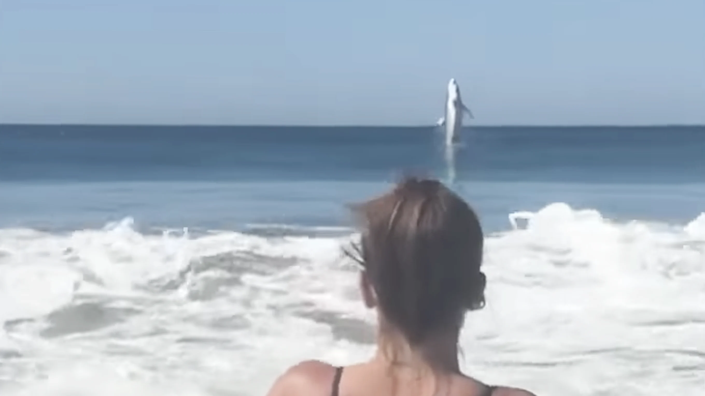 Great white shark breaching at Marina State Beach