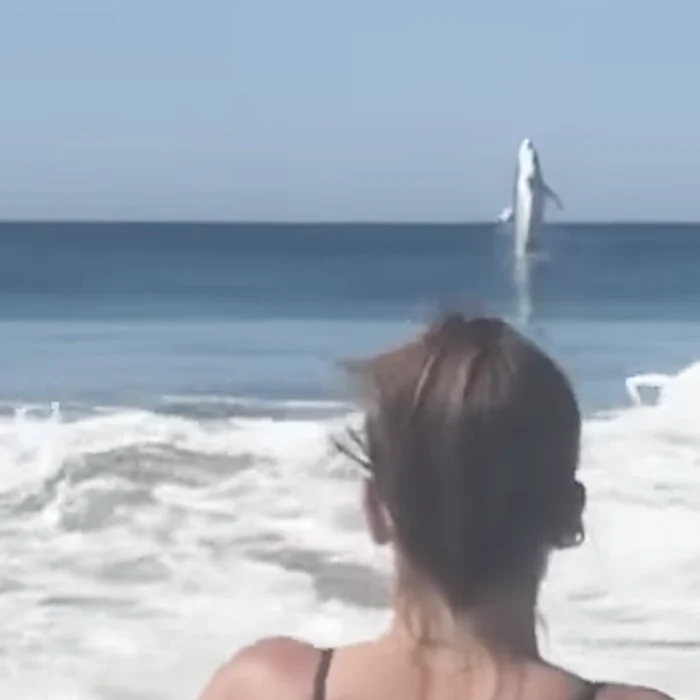 Great white shark breaching at Marina State Beach