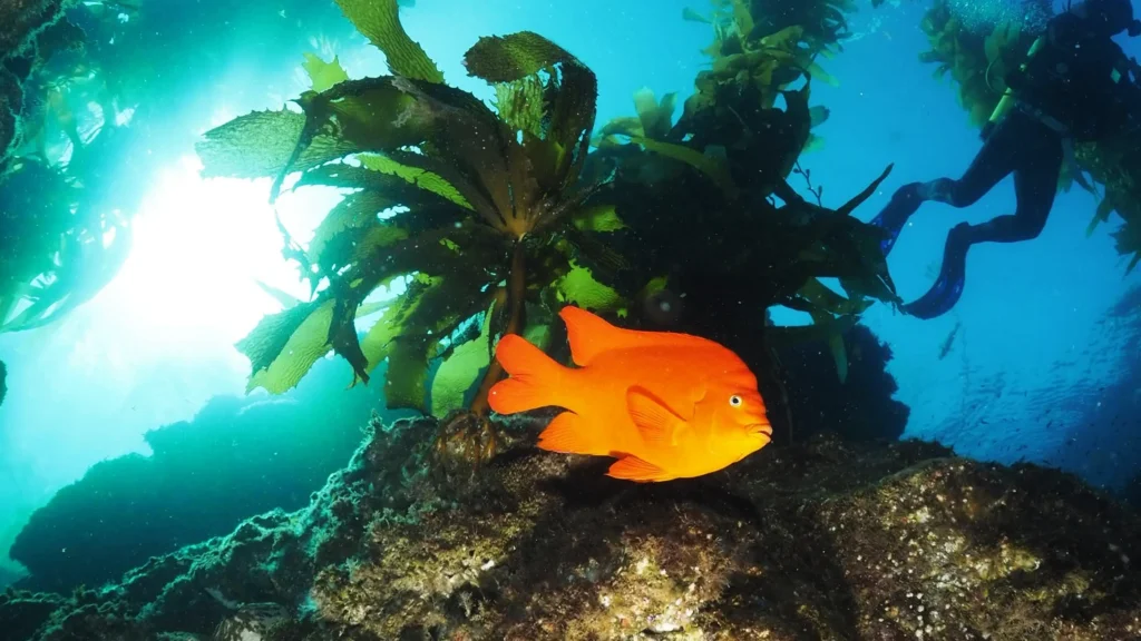 California Protects Two New Marine Areas, But Rejects Others