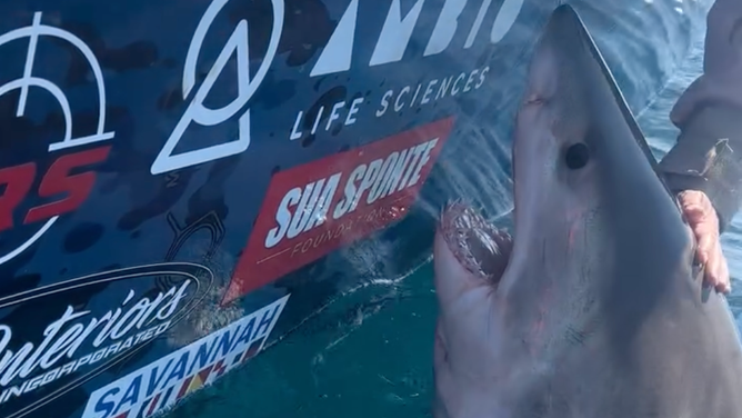Woman Reaches Overboard to Pet Great White Shark and Nearly Loses Arm