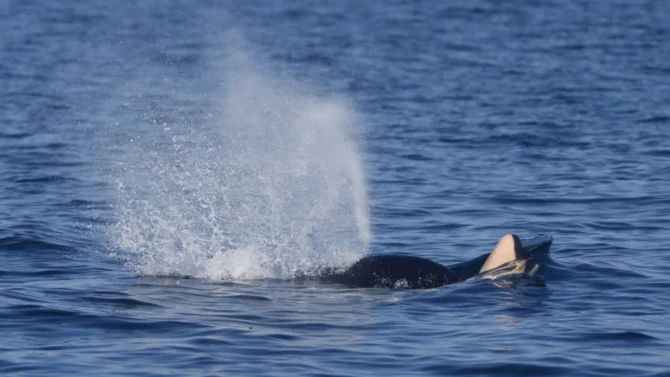 Killer whale J31 with dead calf
