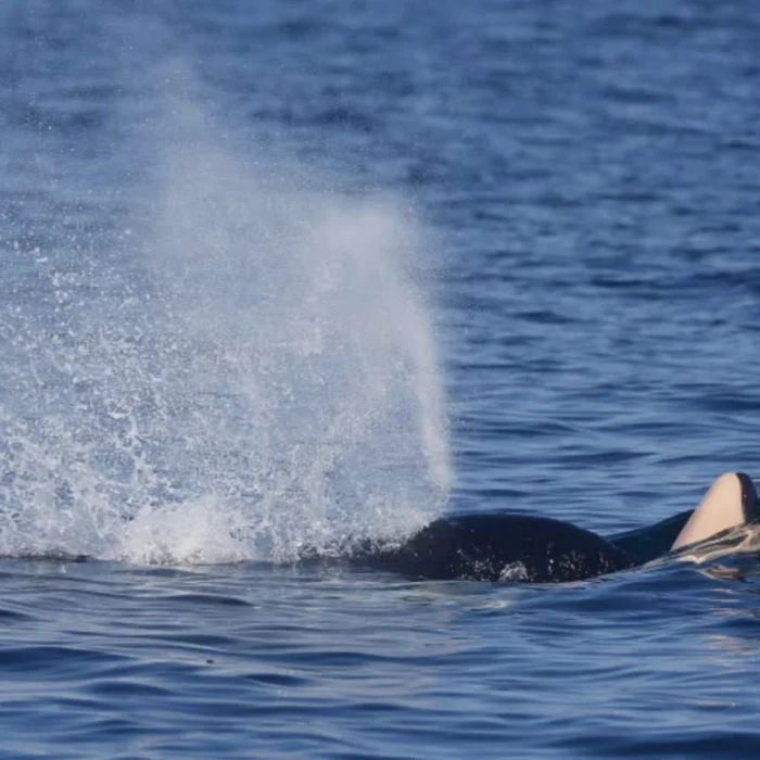Killer whale J31 with dead calf